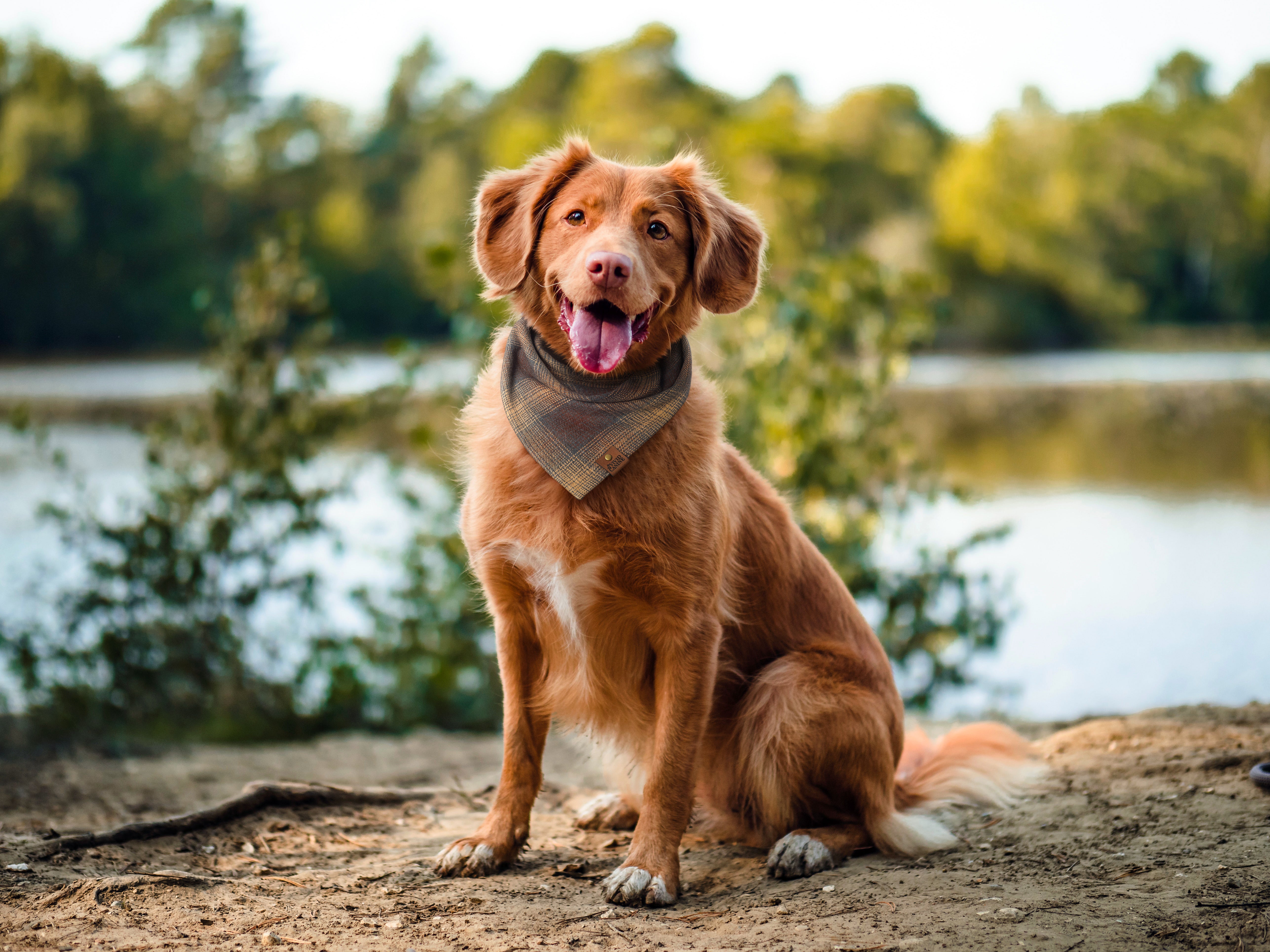Snap-on Dog Bandanas - Snap-on, No Tie, Versatile - Vivid Canine FREE  SHIPPING!