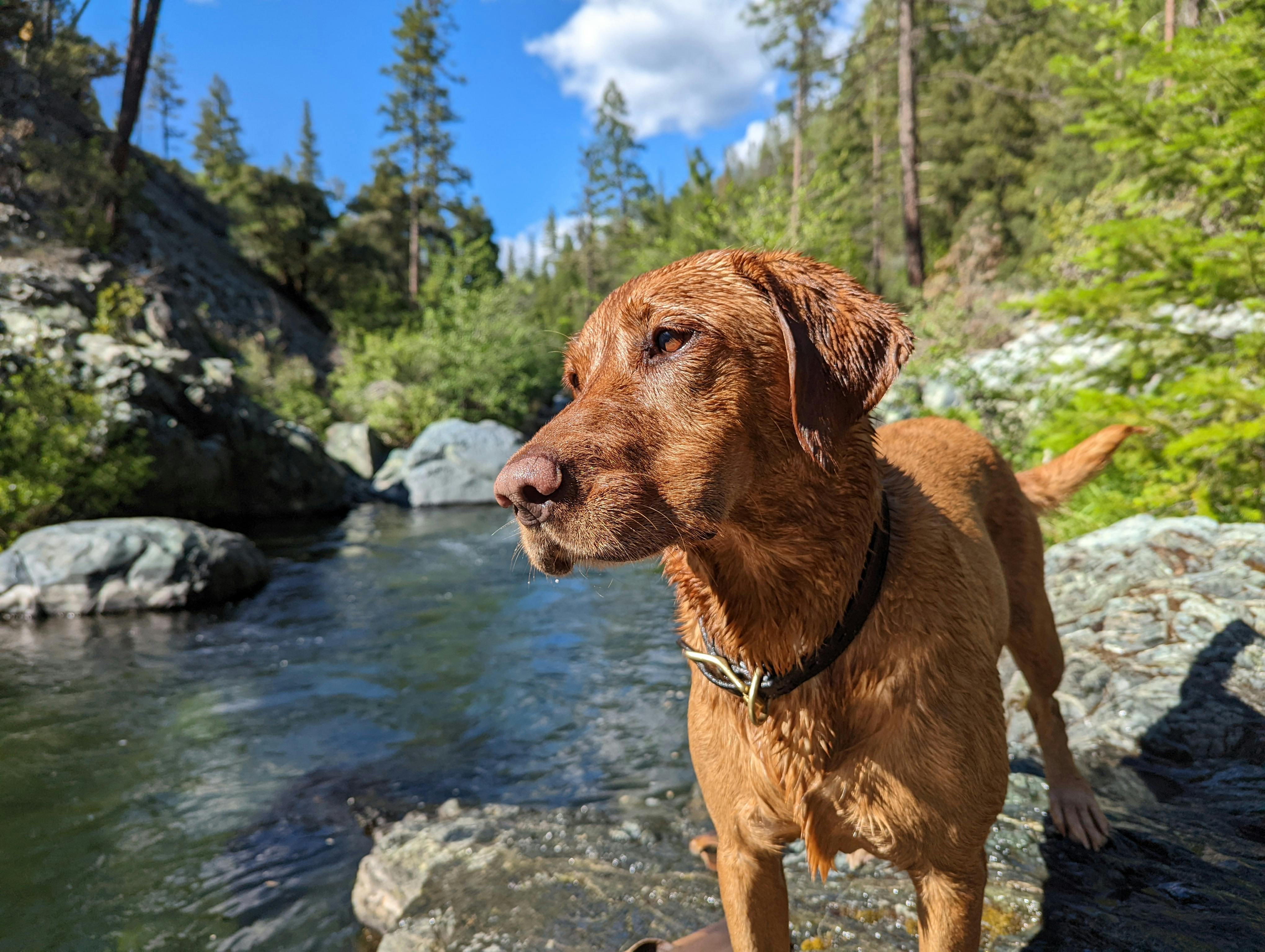 Hiking With Your Canine Companion