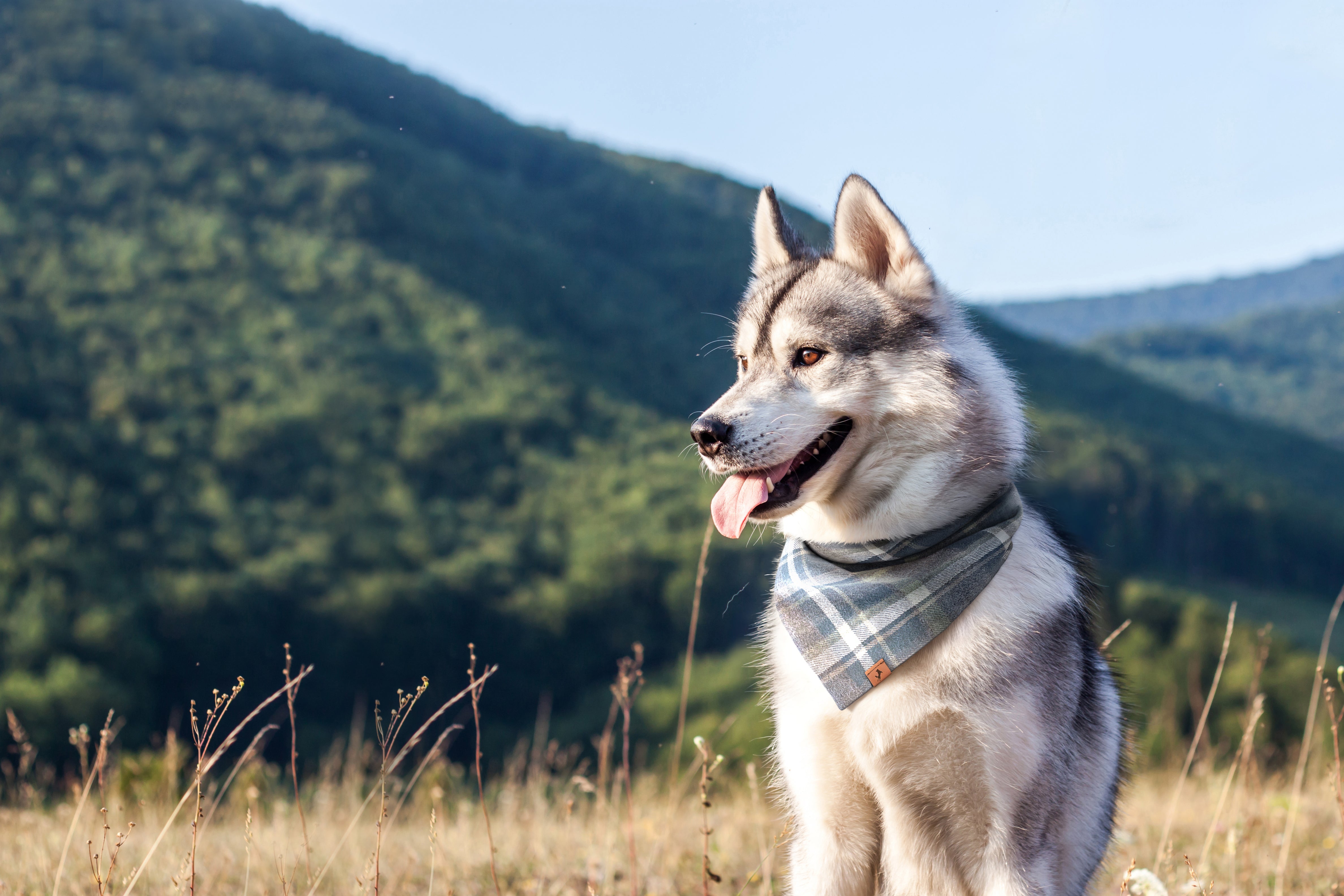 Dog Bandanas - Vivid Canine