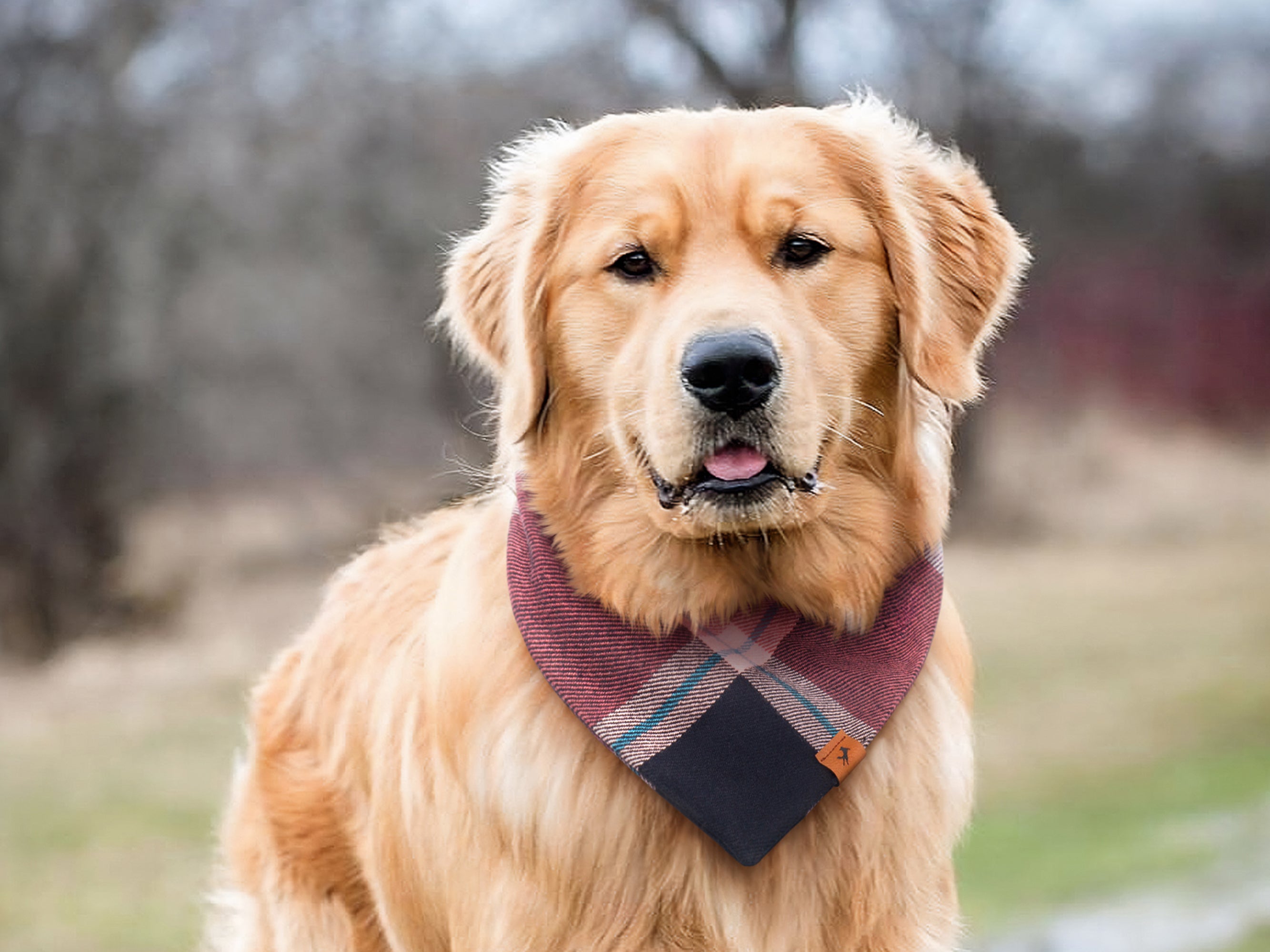 Bark in Style: Winter Bandanas