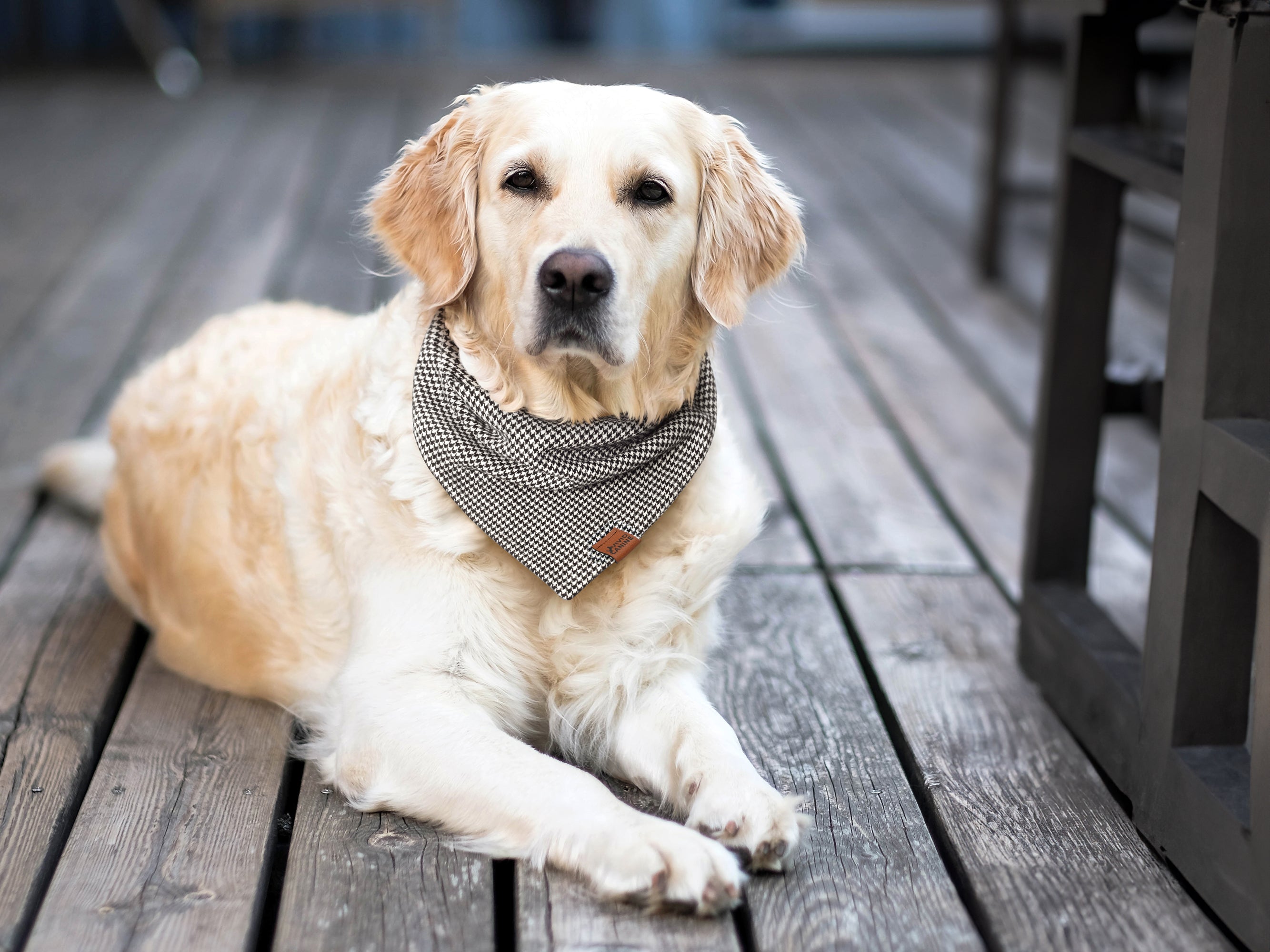 golden retriever dog laying on boat deck wearing black and white houndstooth bandana