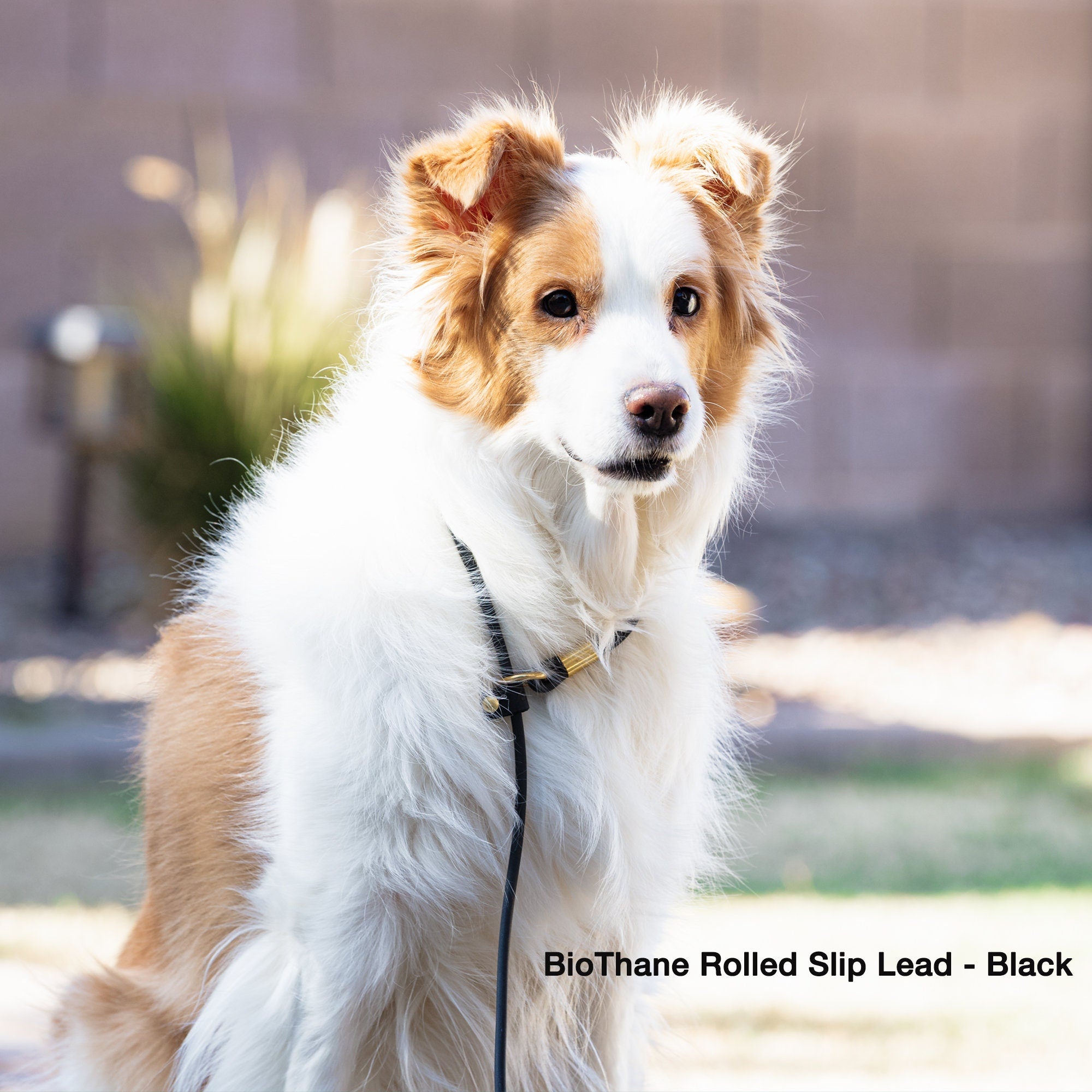 border collie wearing biothane rolled slip lead in black