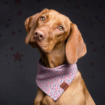 brown dog wearing white dog bandana with red and blue stars