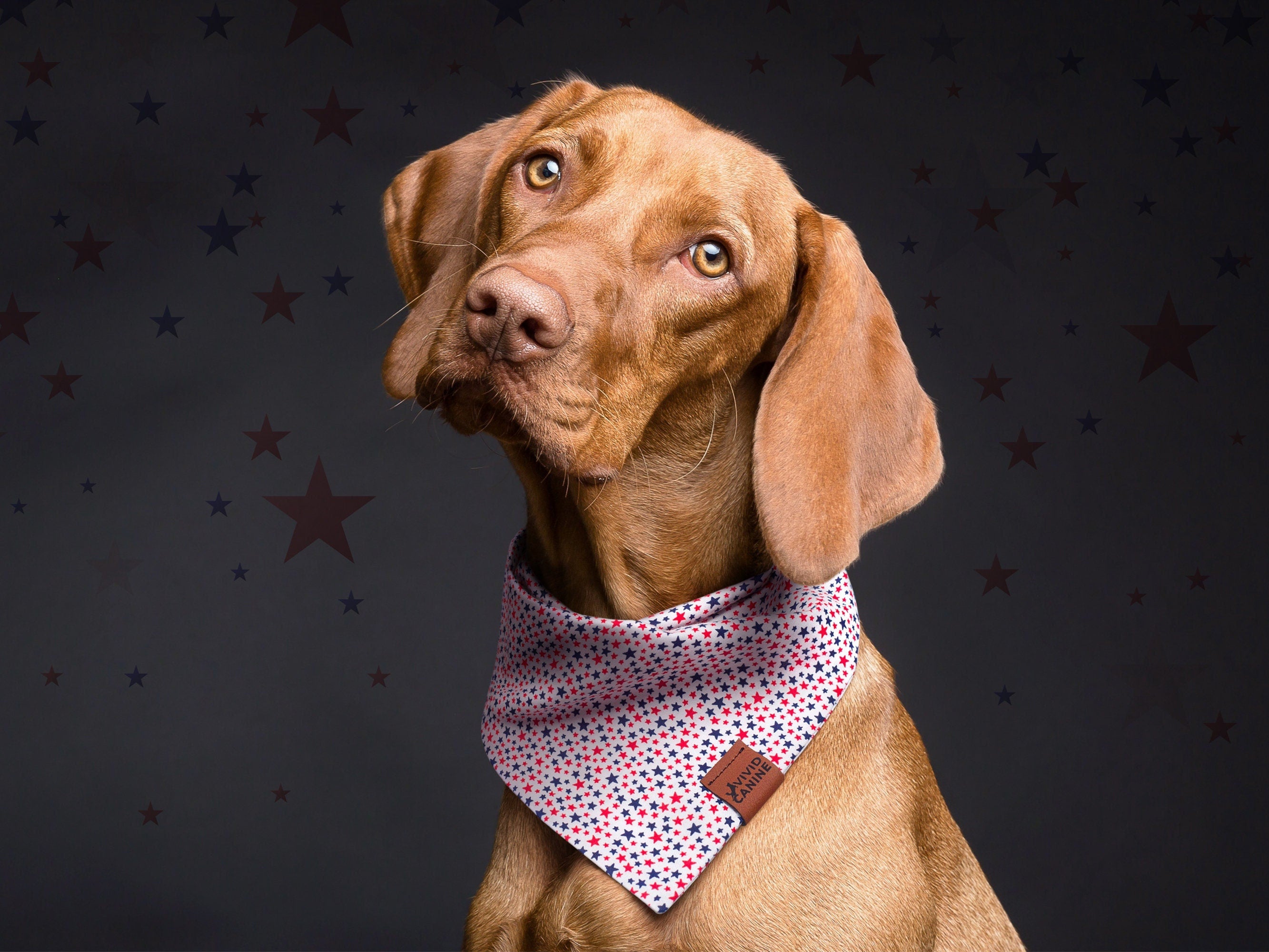 brown dog wearing white dog bandana with red and blue stars