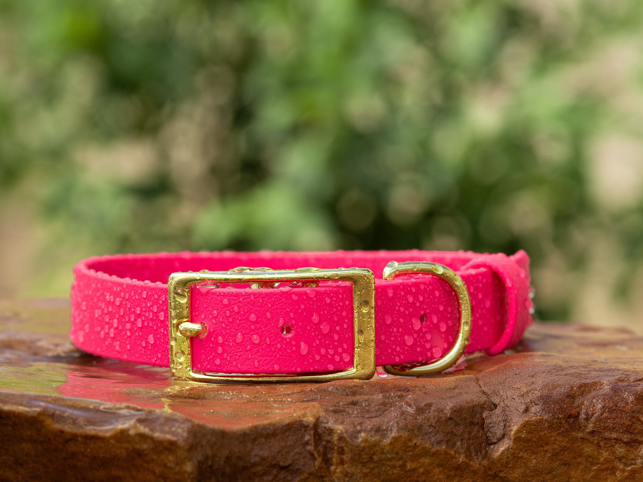 biothane buckle dog collar in passion fruit with solid brass hardware