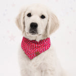 white dog wearing red dog bandana with stars