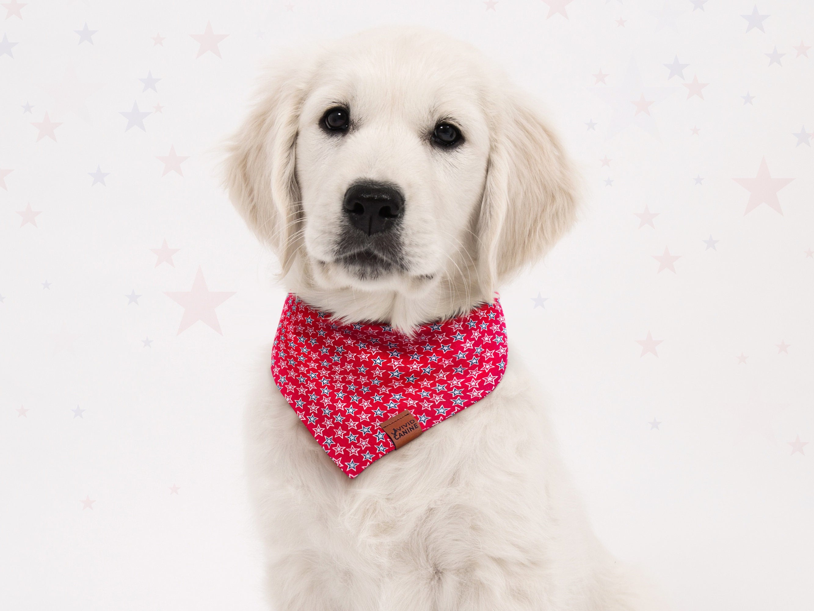 white dog wearing red dog bandana with stars