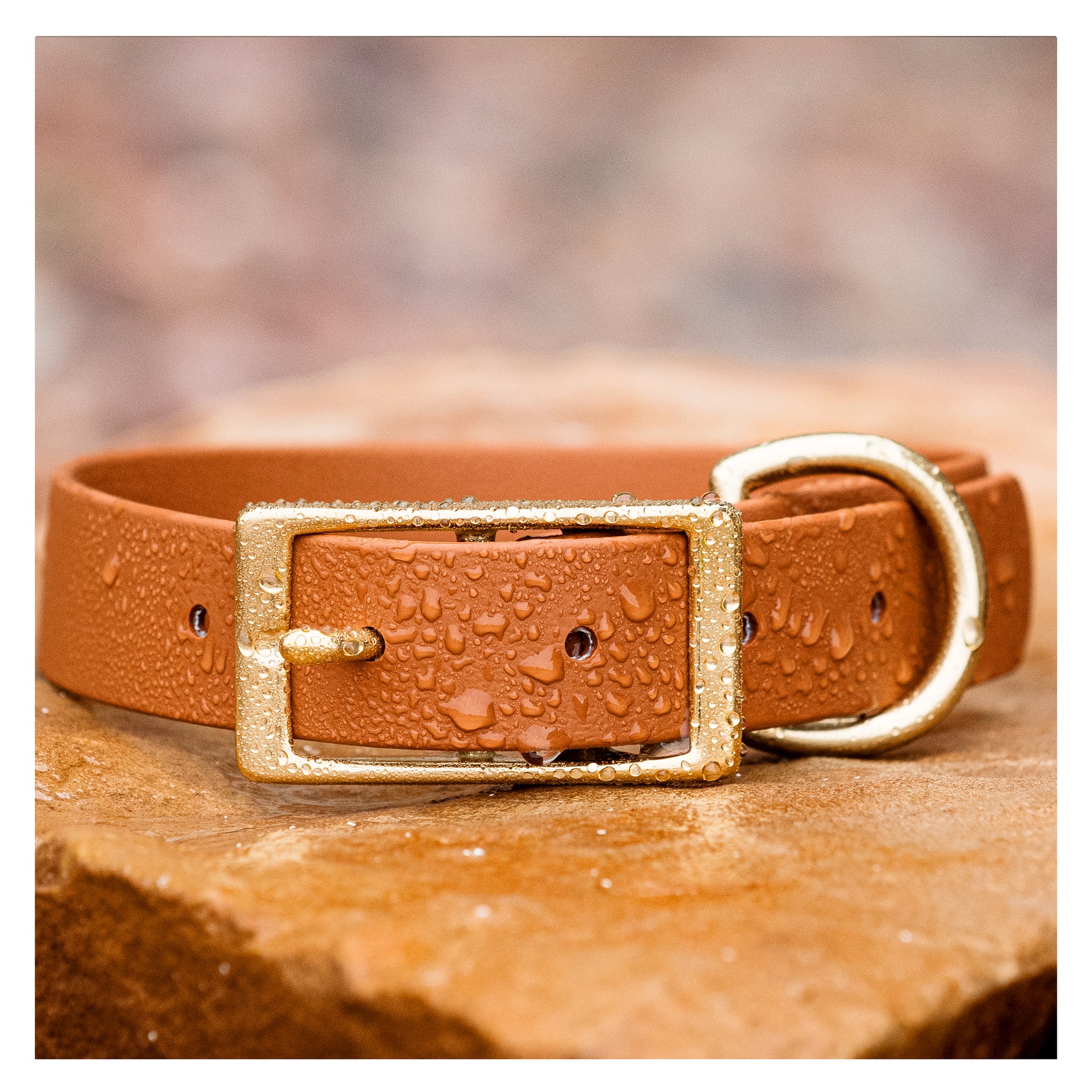 Waterproof Dog Collar - Biothane - Leather Alternative - Vivid Canine SM - 10 - 14 / Solid Brass